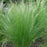 Grass, Mexican Feather Grass