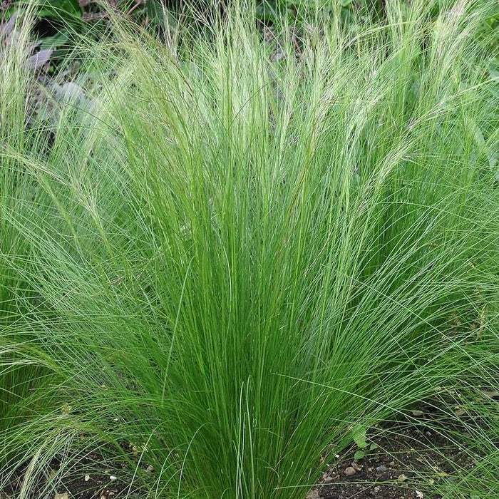 Grass, Mexican Feather Grass