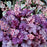 Coral Bells, CITY™ Shanghai Heuchera