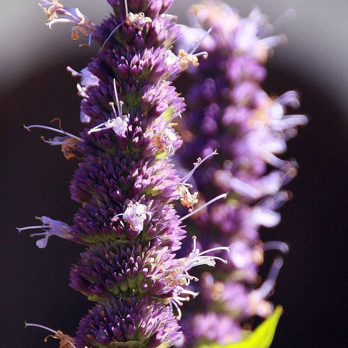 Hyssop, Black Adder Giant Hyssop