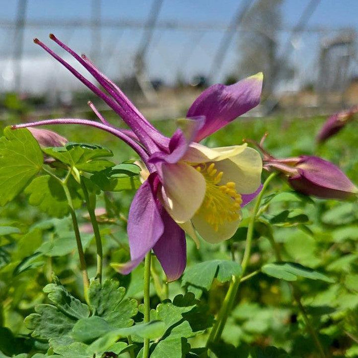 Columbine, Earlybird™ Purple Yellow Columbine