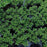 Oregano, Greek Oregano