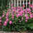 Anemone, PW® Fall in Love® Sweetly Anemone