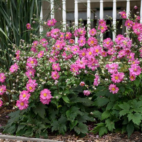 Anemone, PW® Fall in Love® Sweetly Anemone