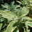 SALVIA OFFICINALIS AUREA