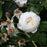 Rose, Claire Austin Rose