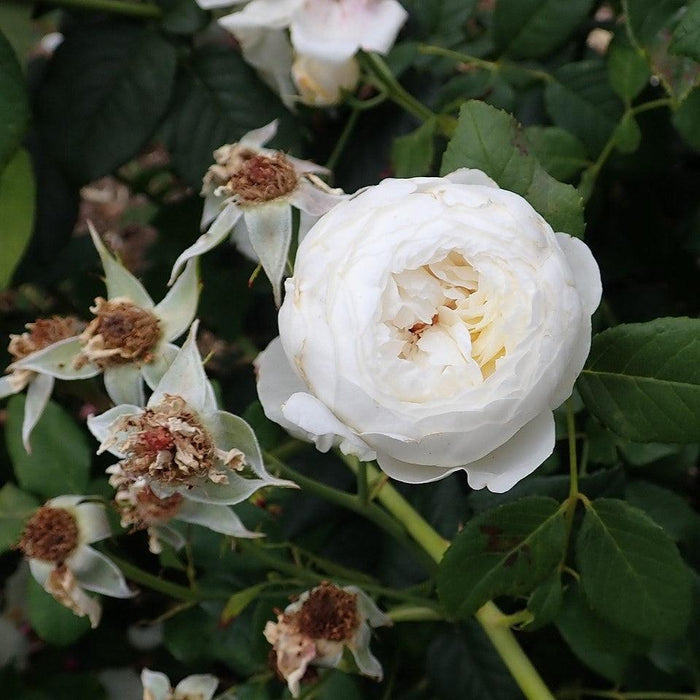 Rose, Claire Austin Rose