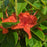 Azalea, Calendulaceum