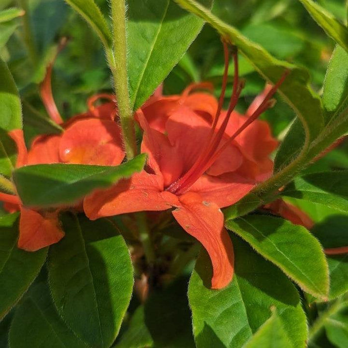 Azalea, Calendulaceum