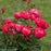 Rose, OSO Easy® Double Red Rose