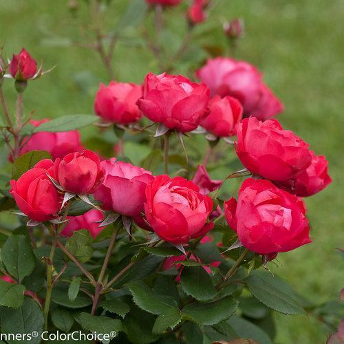 Rose, OSO Easy® Double Red Rose