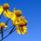 Sneezeweed, Common Sneezeweed