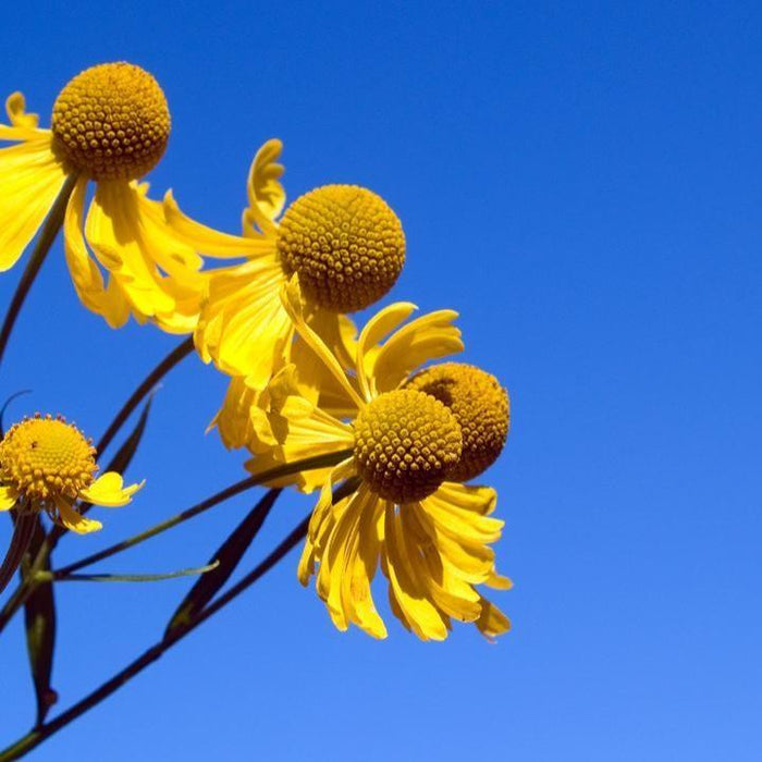 Sneezeweed, Common Sneezeweed