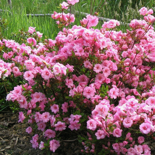Azalea, Bloomin' Easy Ever After Blush Azalea