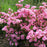 Azalea, Bloomin' Easy Ever After Blush Azalea