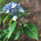 Hydrangea, Blue Billow Hydrangea