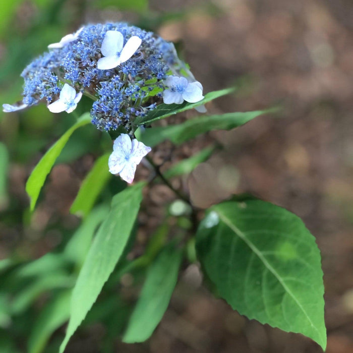 Hydrangea, Blue Billow Hydrangea