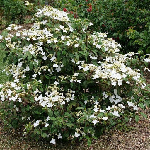 VIBURNUM P. T. `STEADY EDDY`