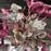 Coral Bells, Grape Expectations Coral Bells