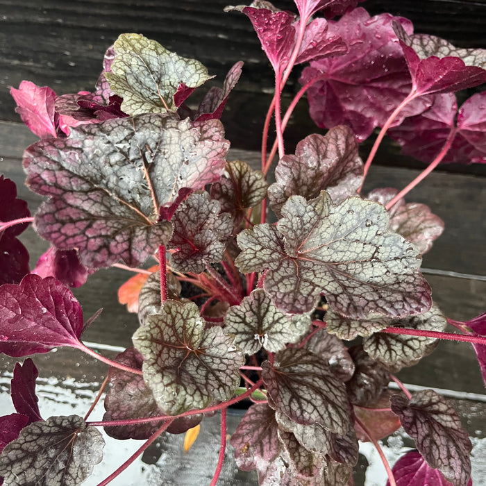 Coral Bells, Grape Expectations Coral Bells