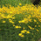 Tickseed, Threadleaf Coreopsis