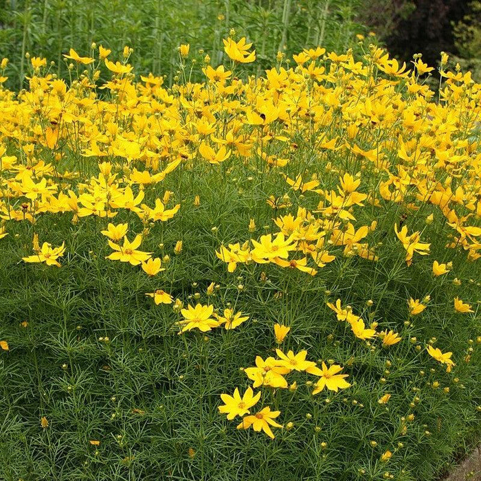 Tickseed, Threadleaf Coreopsis