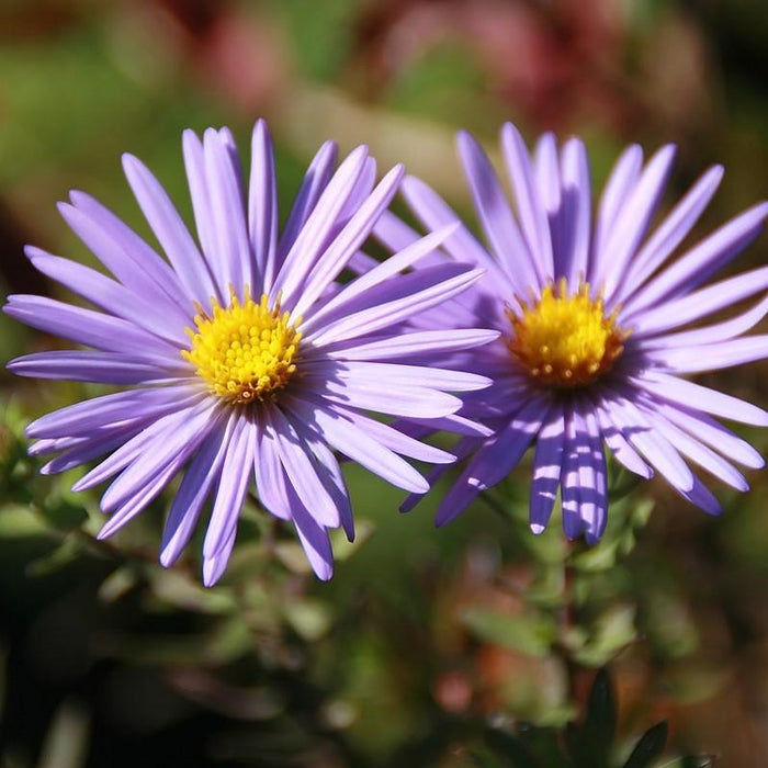 Aster, Raydon's Favorite Aromatic Aster