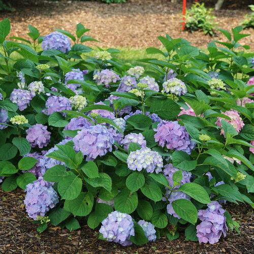Hydrangea, Let's Dance® Sky View® Macrophylla Hydrangea