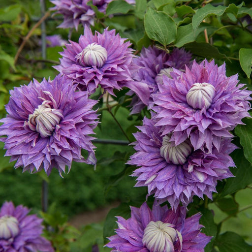 Clematis, Regal® Diamantina™ Clematis