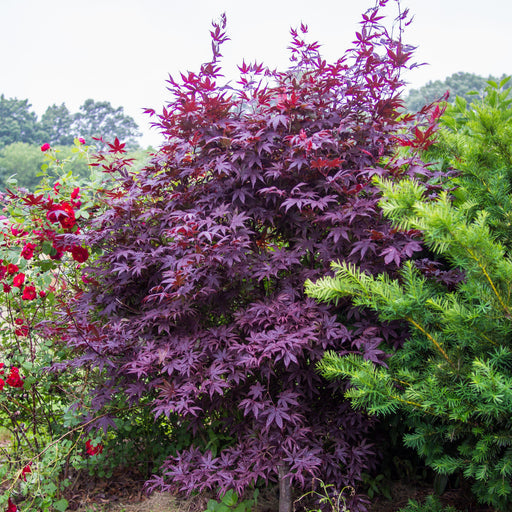 Maple, Bloodgood Japanese Maple