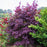 Maple, Bloodgood Japanese Maple