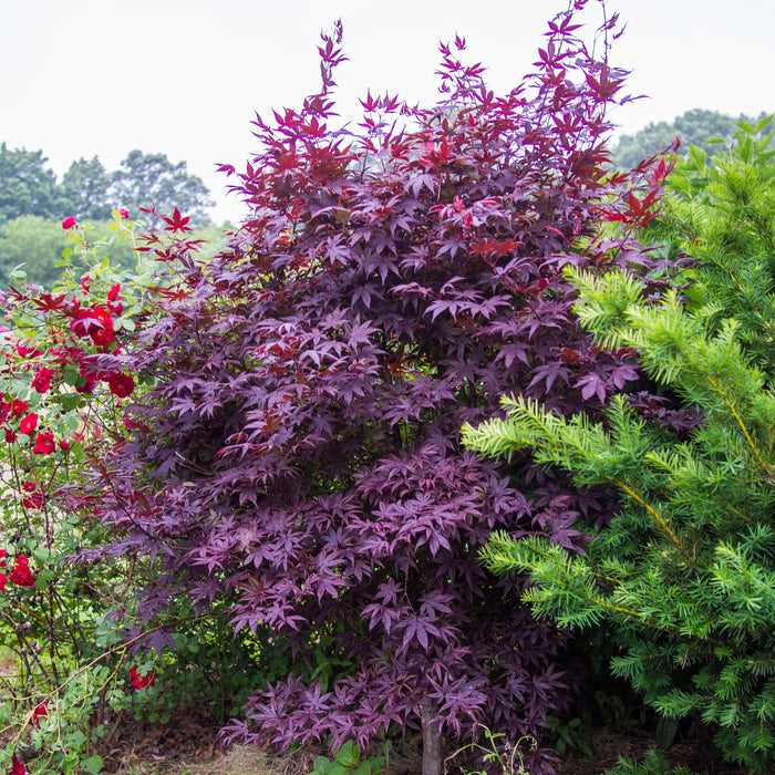 Maple, Bloodgood Japanese Maple