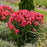 Phlox, Luminary® Sunset Coral Phlox