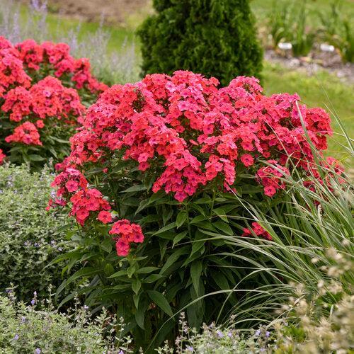 Phlox, Luminary® Sunset Coral Phlox