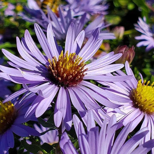 Aster, Twilight Sky Aromatic Aster