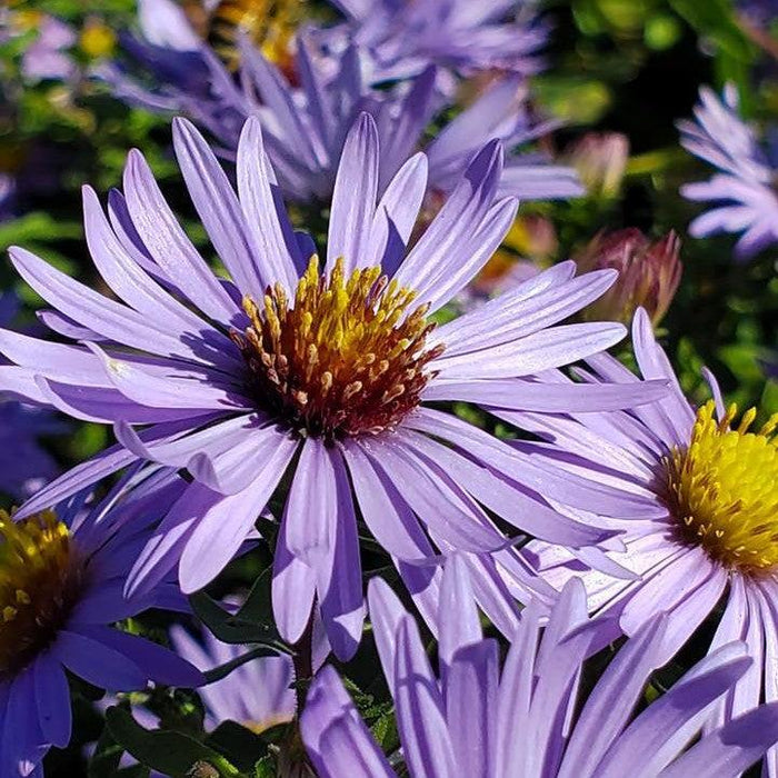 Aster, Twilight Sky Aromatic Aster