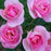 Rose, Knock Out® Peachy Rose