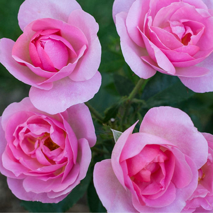 Rose, Knock Out® Peachy Rose