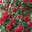 Rose, Eden Climber® Red Rose