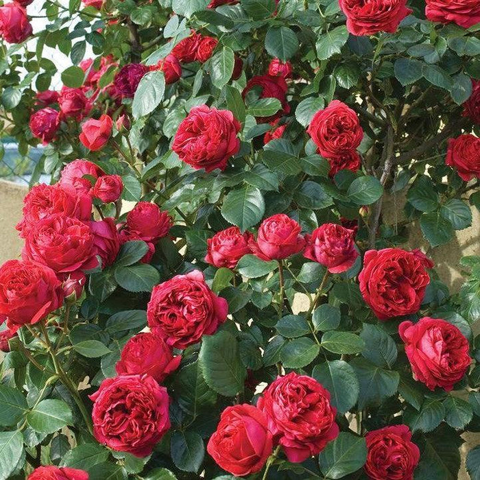 Rose, Eden Climber® Red Rose