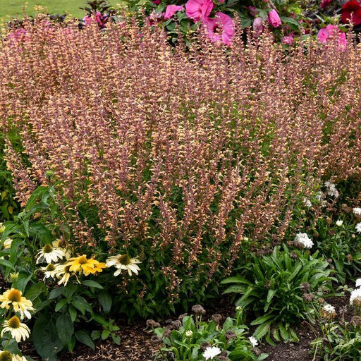 Hyssop, Meant to Bee® Queen Nectarine Agastache