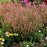 Hyssop, Meant to Bee® Queen Nectarine Agastache