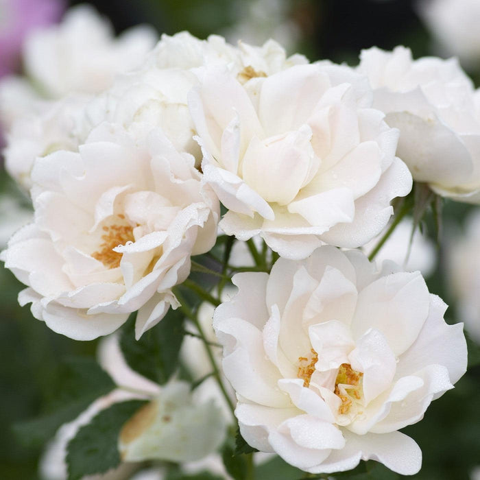 Rose, Icecap™ Rose