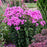 Phlox, Luminary® Prismatic Pink Phlox