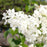 Syringa x oblata 'Betsy Ross'  - Betsy Ross Lilac