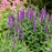 Veronica, PW® Magic Show® Purple Illusion Veronica