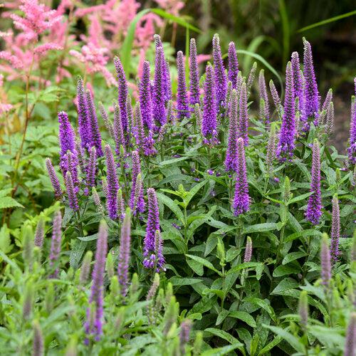 Veronica, PW® Magic Show® Purple Illusion Veronica