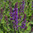 Salvia, Color Spires® Violet Riot Salvia