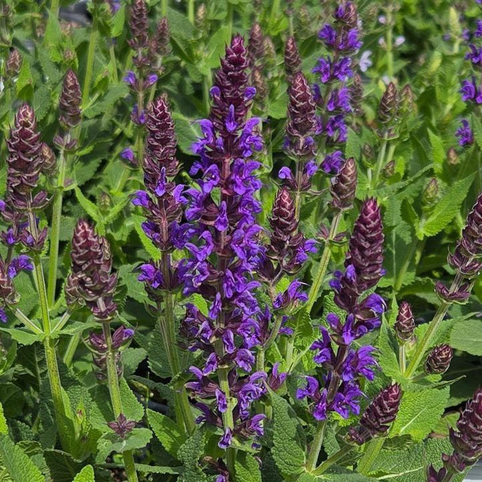 Salvia, Color Spires® Violet Riot Salvia
