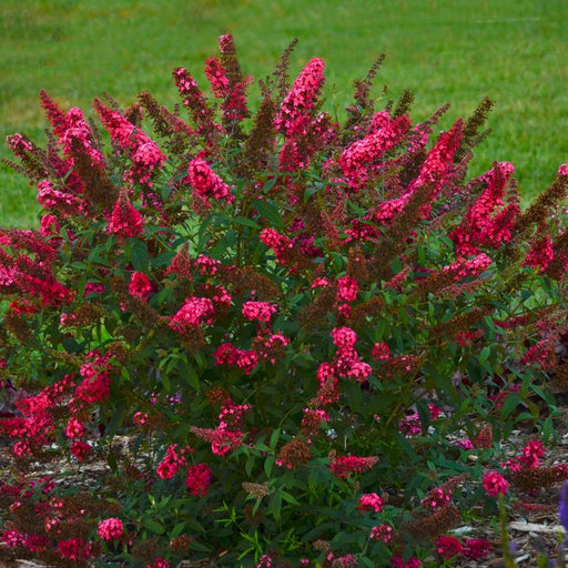 Butterfly Bush, Monarch® Prince Charming Butterfly Bush